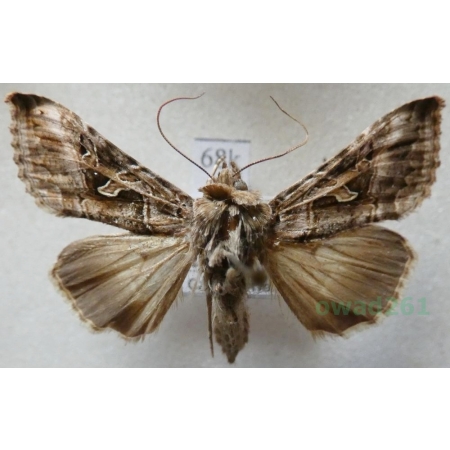 Cornutiplusia circumflexa (Linnaeus, 1767) Spain, Tenerife68k